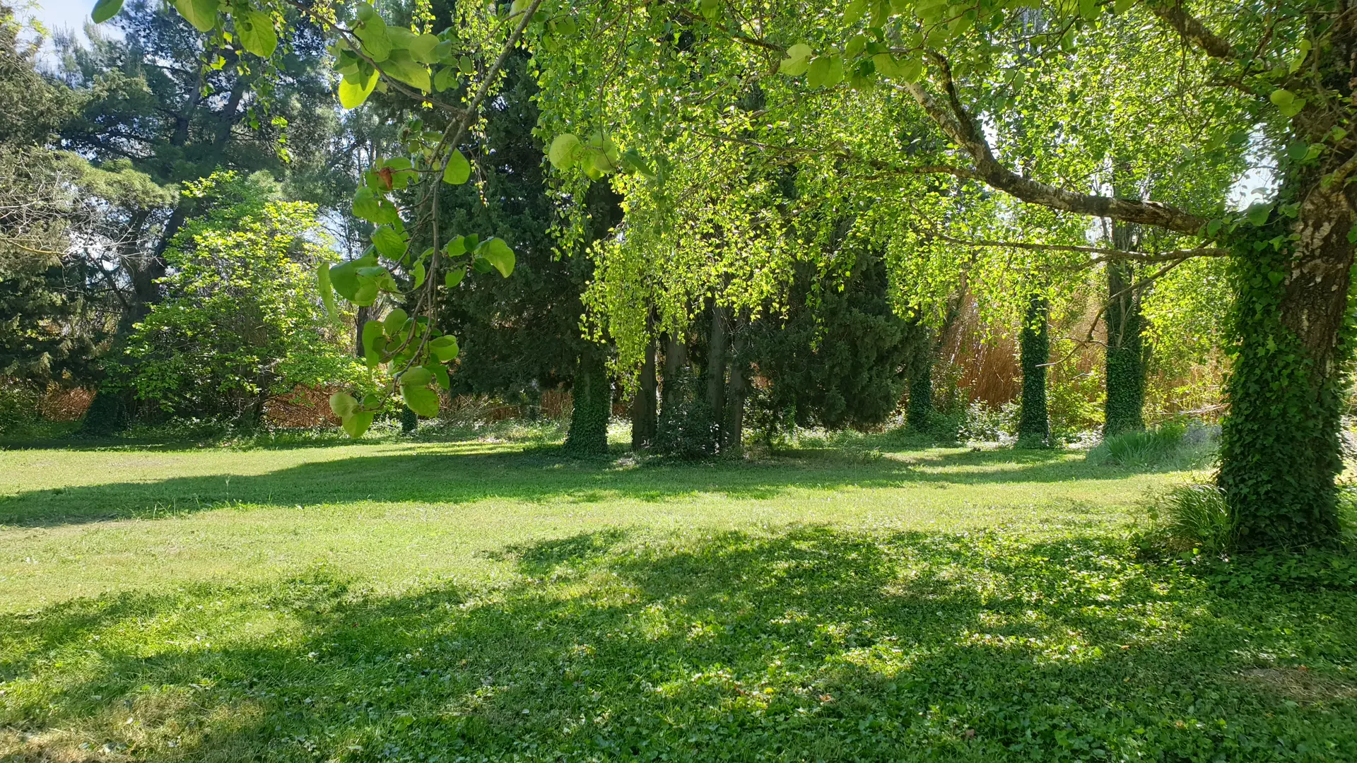 Parc arboré
