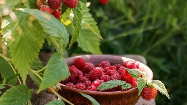 Petit seau de framboises rempli au milieu des framboisiers.