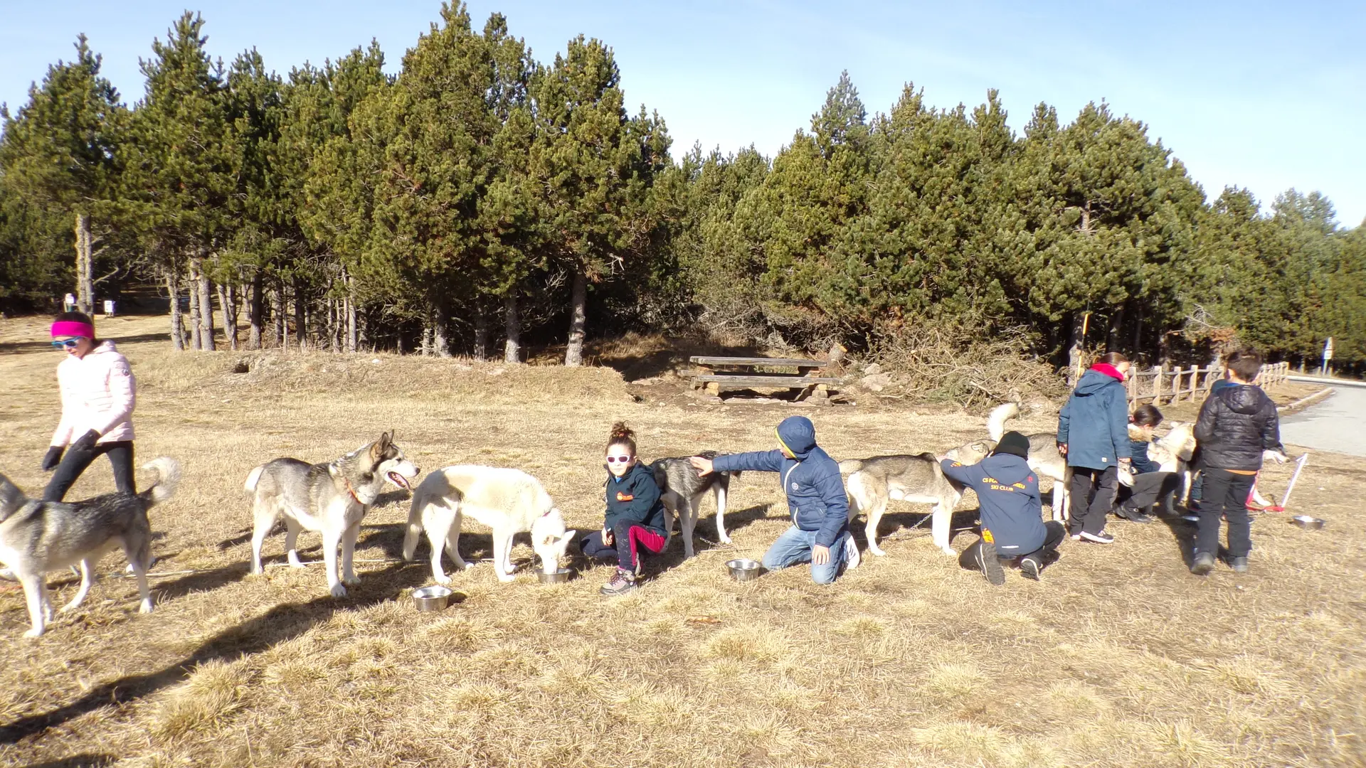 entre enfants et chiens une complicité immédiate