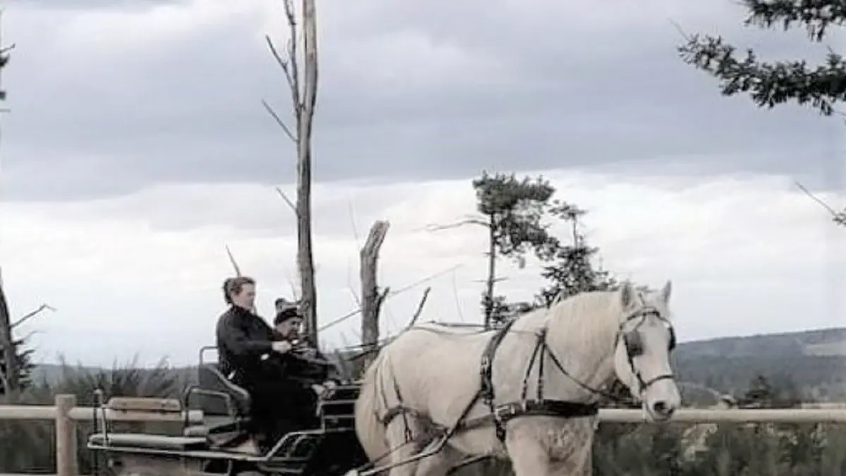 En Calèche aux pas du cheval