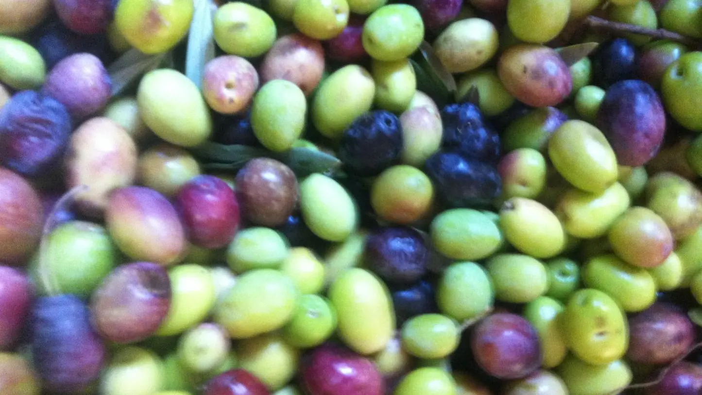 Nos olives