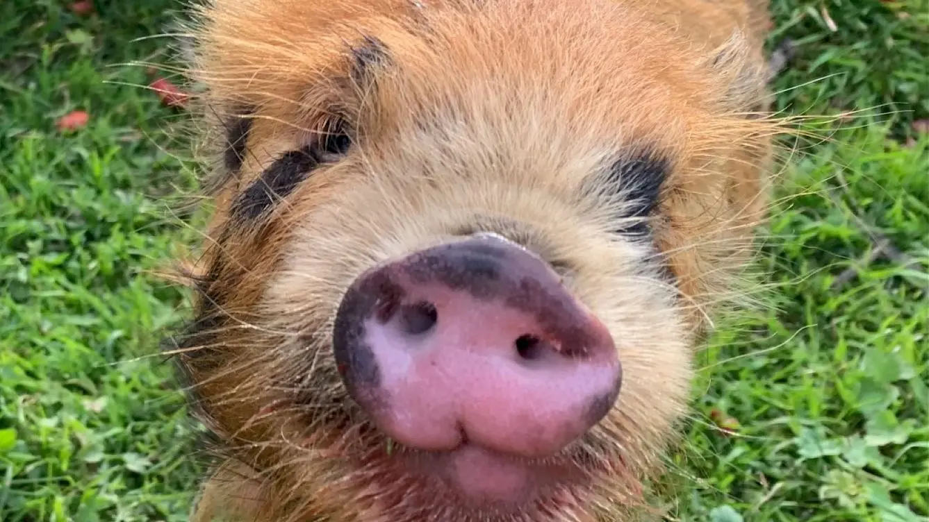 petit cochon de la fermer