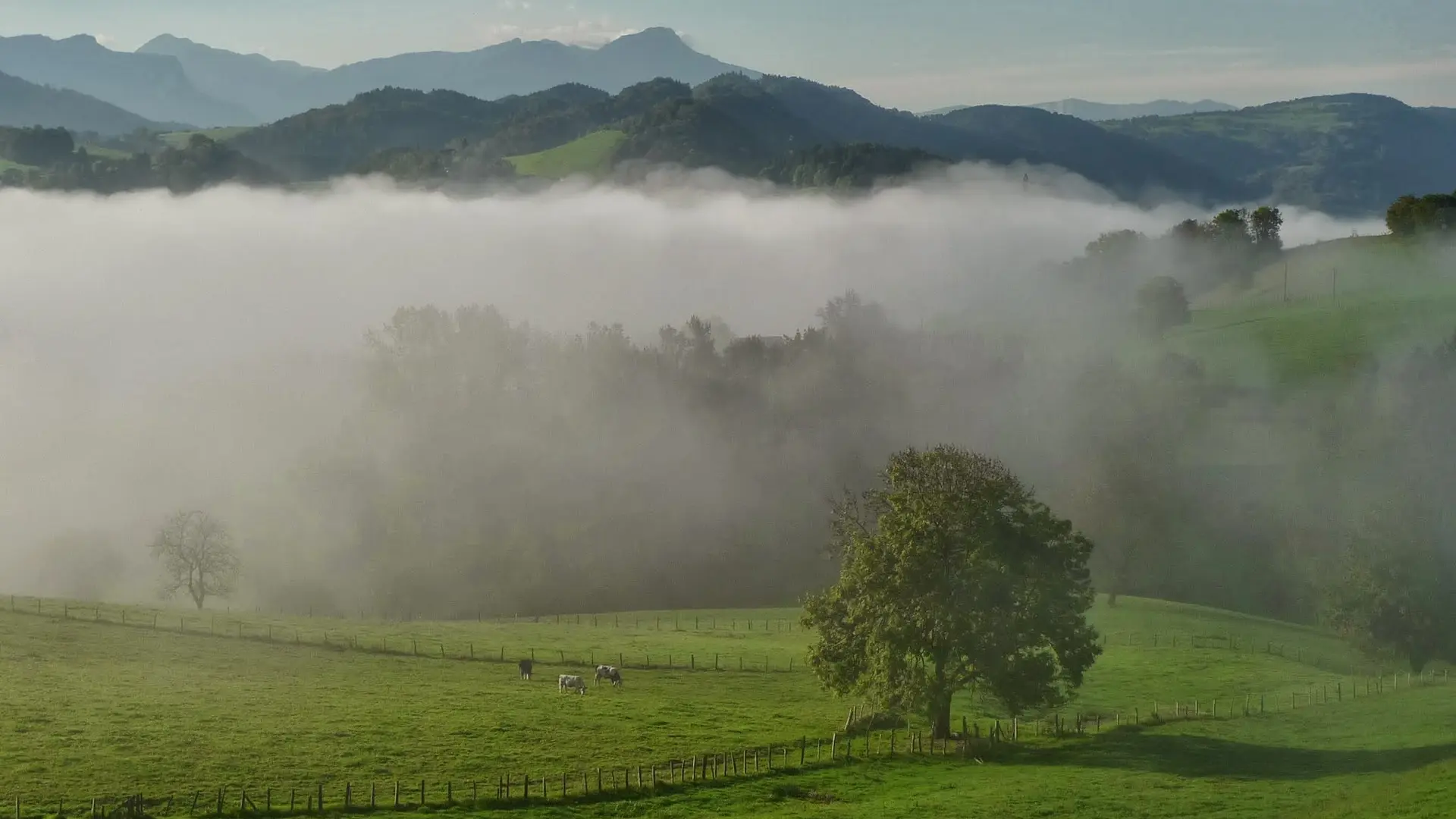 paysage dans la brume