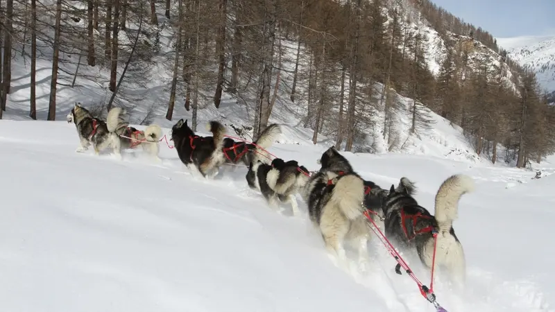 AZAK Chiens de traîneau du Queyras