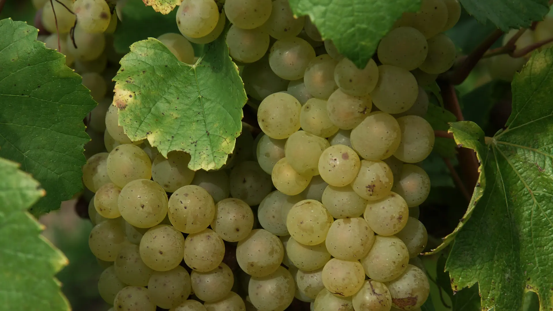 Raisin Chardonnay vigne