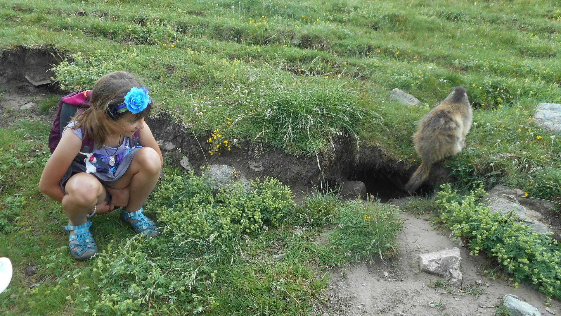 Une marmotte sortant de son terrier - Refuge de Chamoissière - Villar d'Arène - La Grave