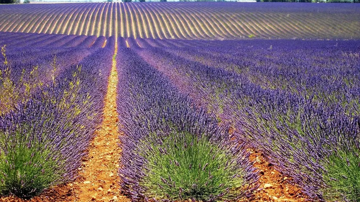 Champ de lavande