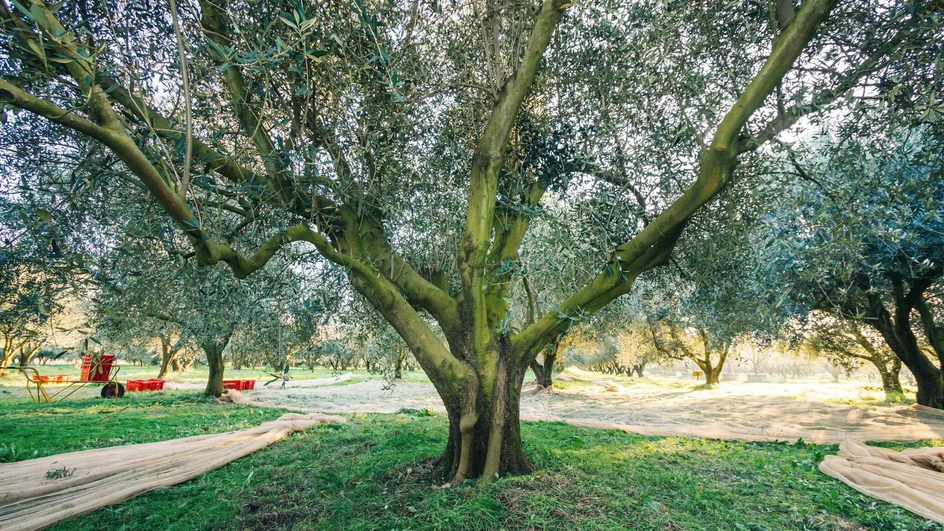 Récolte - Domaine de l'olivette