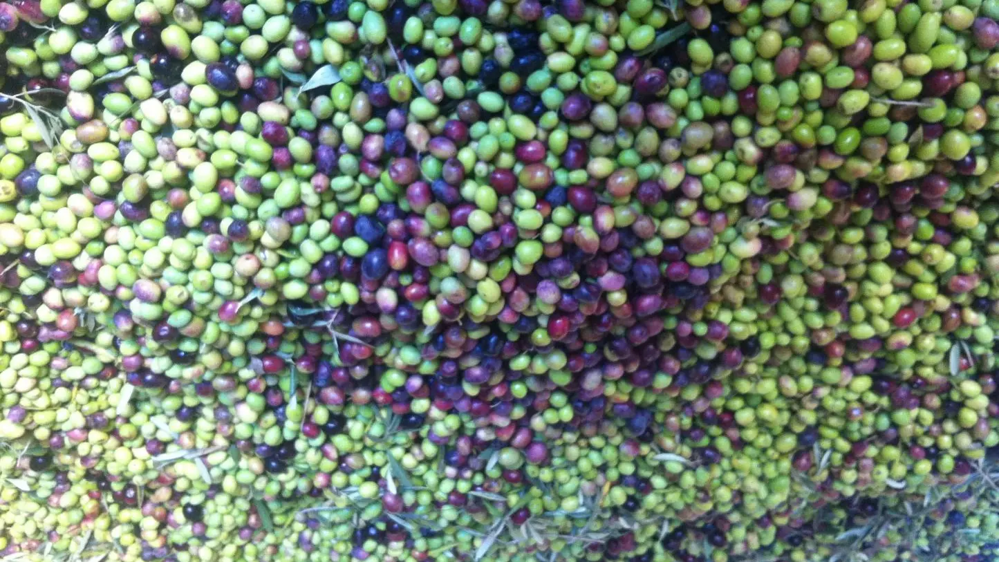 notre récolte d'olives