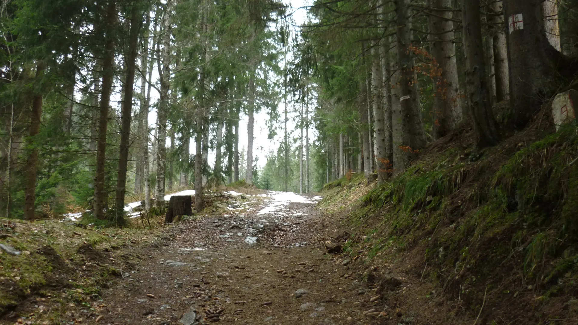 Passage en forêt