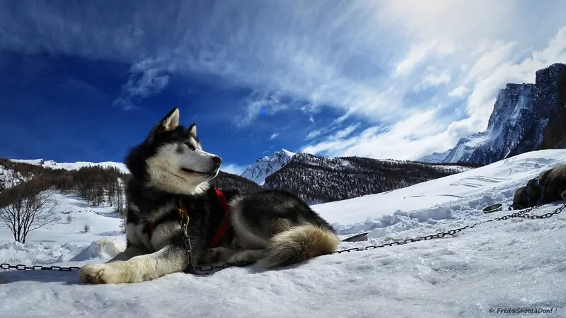 AZAK Chiens de traîneau du Queyras