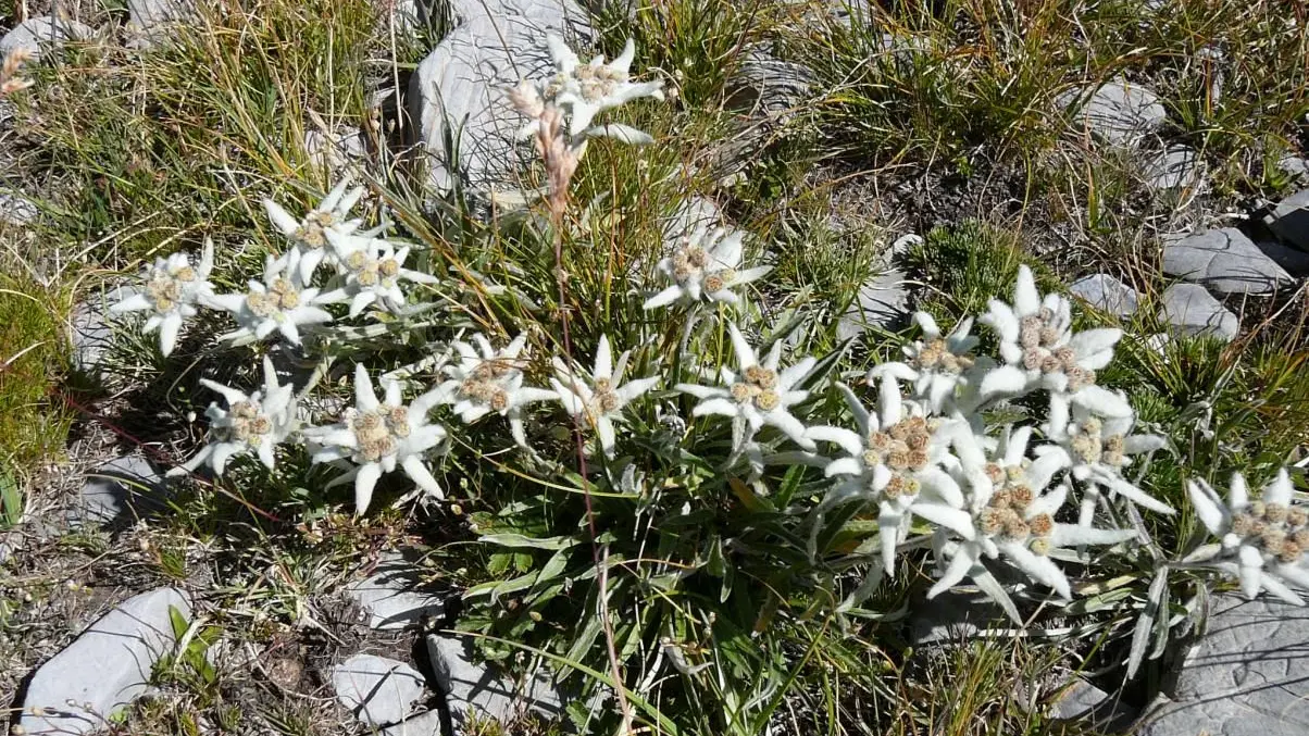 UNE FLORE TYPIQUE DES ALPES DU SUD