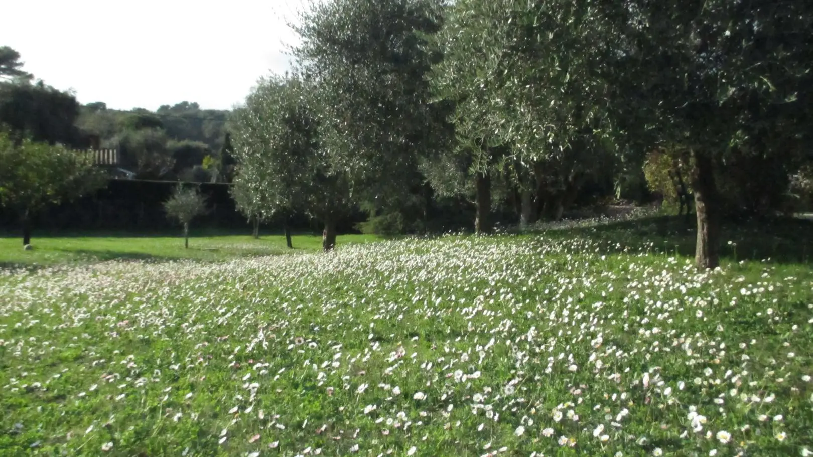Gîte L'Emiliana - Jardin - Roquefort les Pins Gîtes de France Alpes-Maritimes