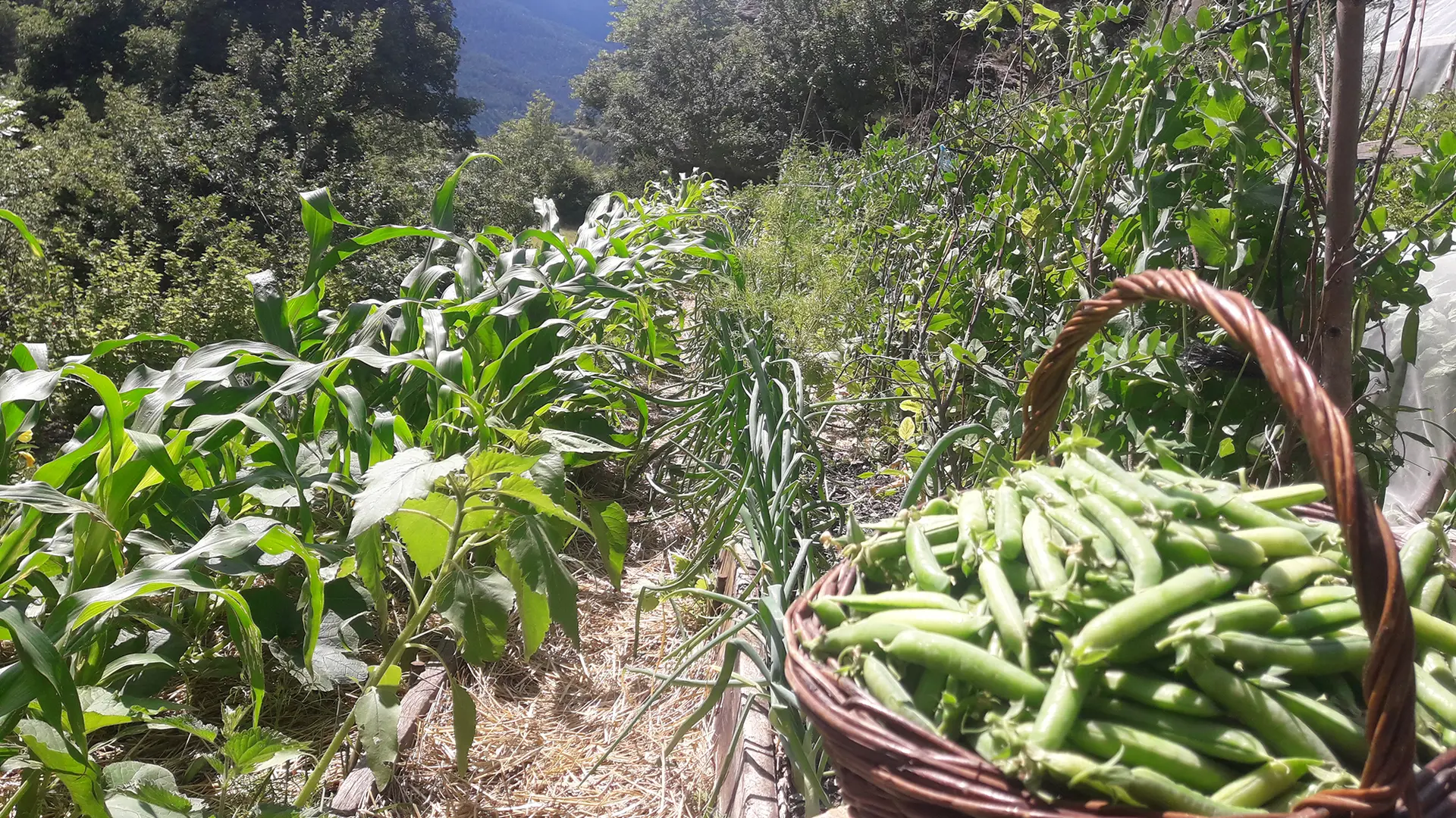 La buvette du Gîte de Méolans