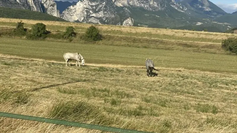 Les chevaux autour de la propriété. Enclos électrifié