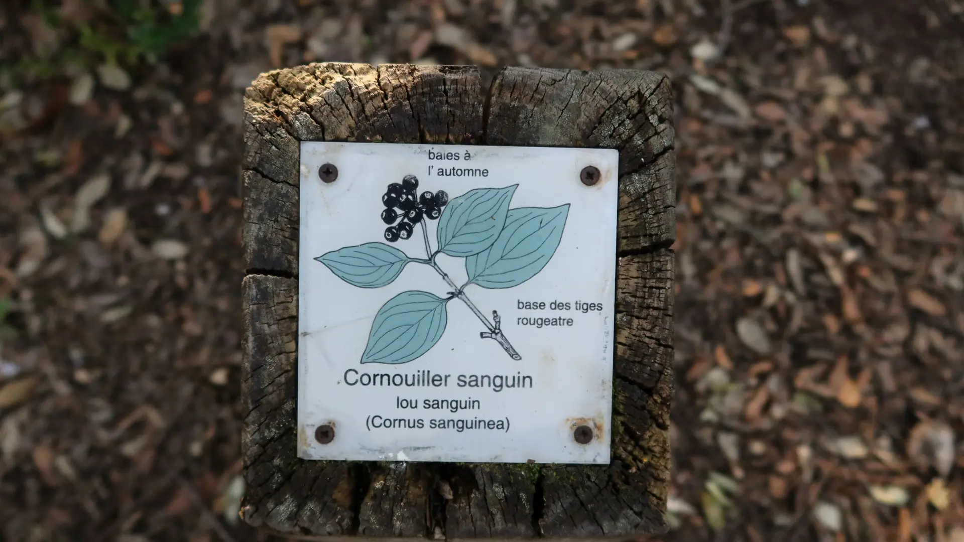 Borne d'identification sur les plantes