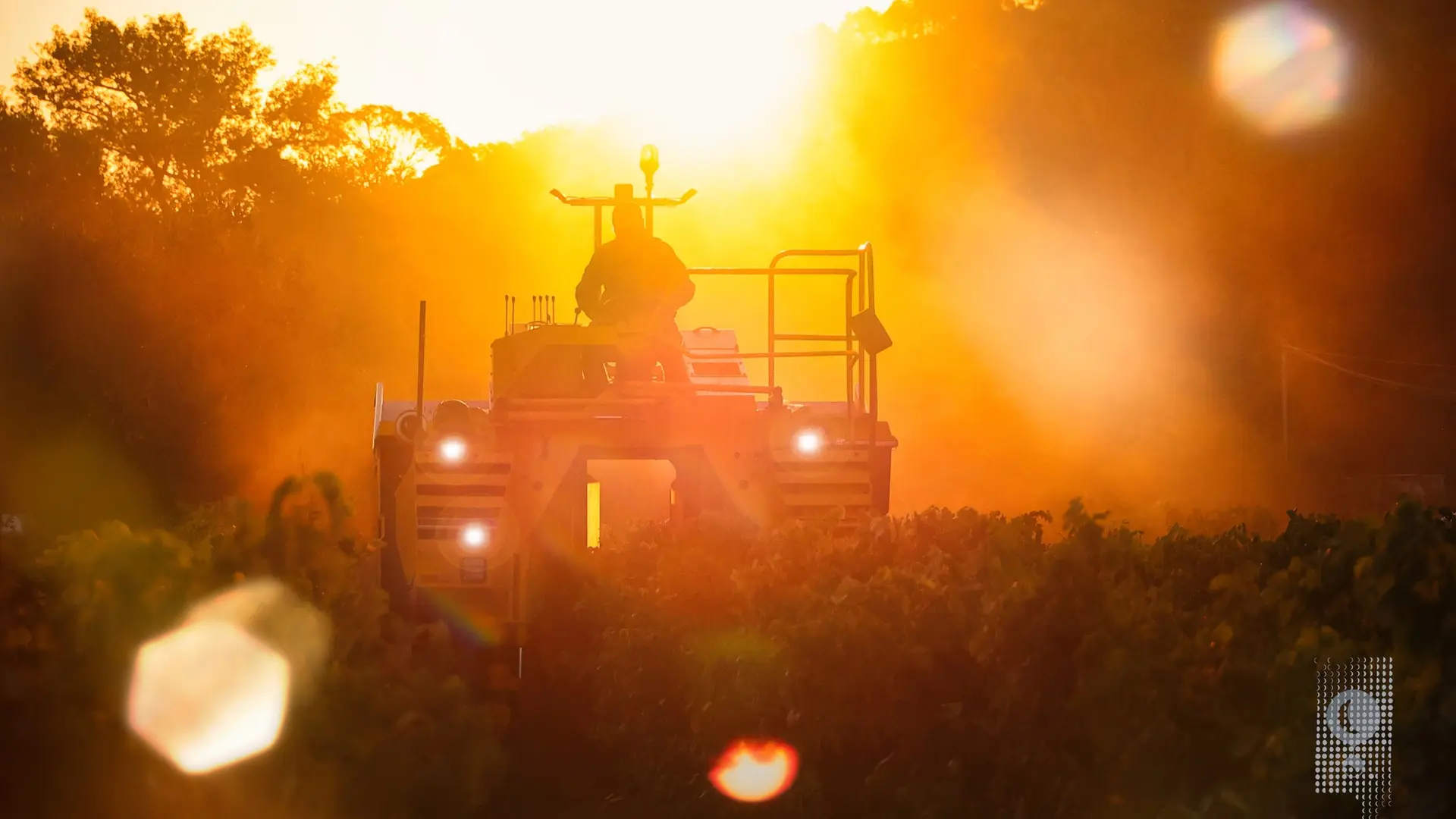 Le travail de la vigne au Domaine du Garde-Temps à Collobrières