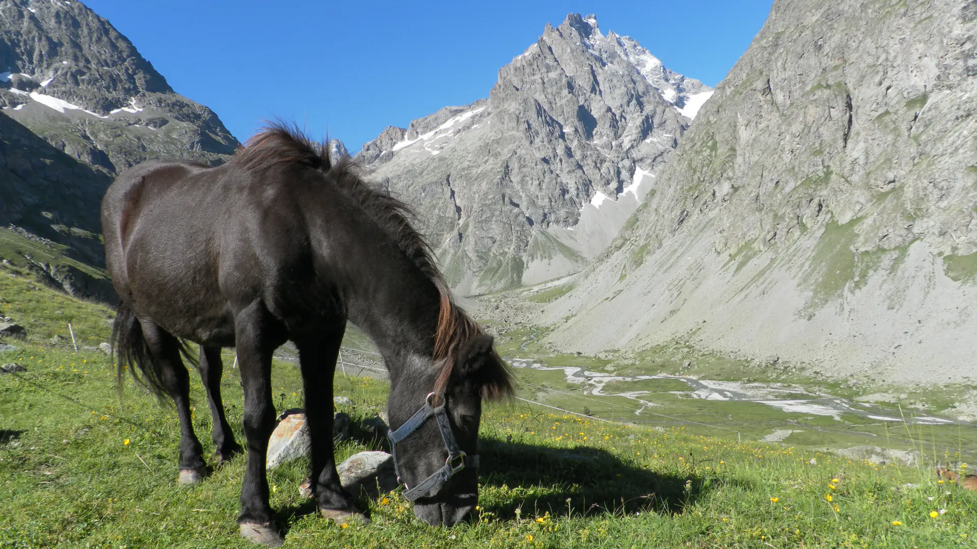 La ponette du refuge broutant devant la Roche Méane