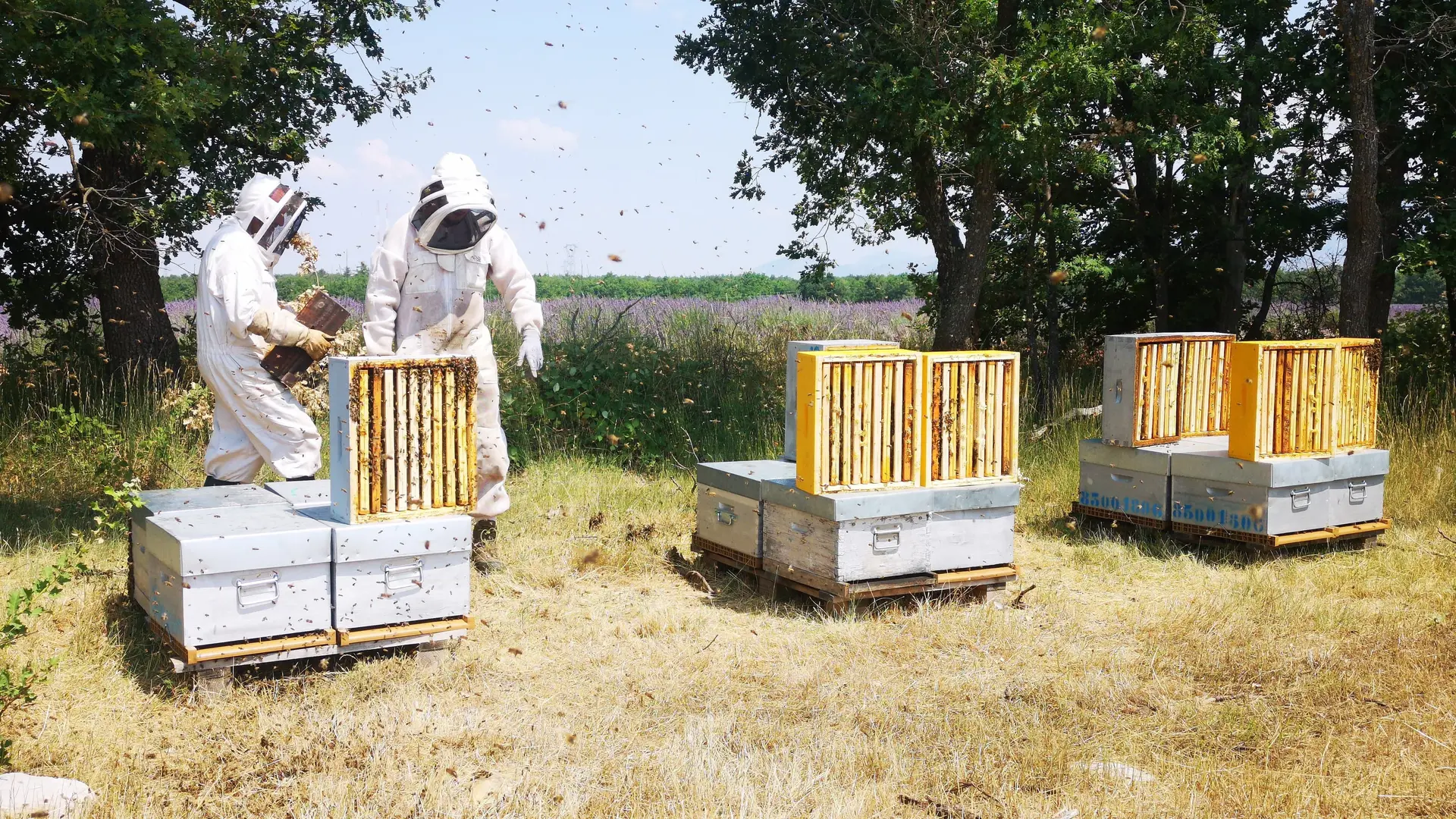 Abeille de l'Esterel