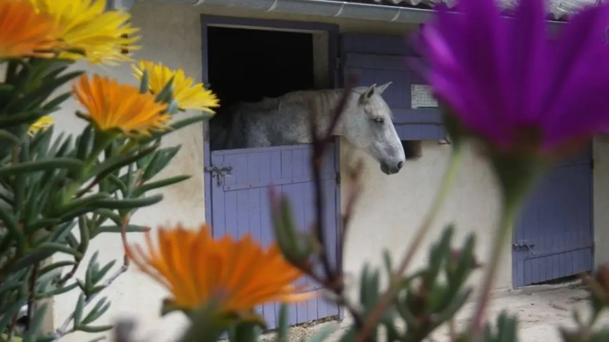 Centre Equestre Avignon