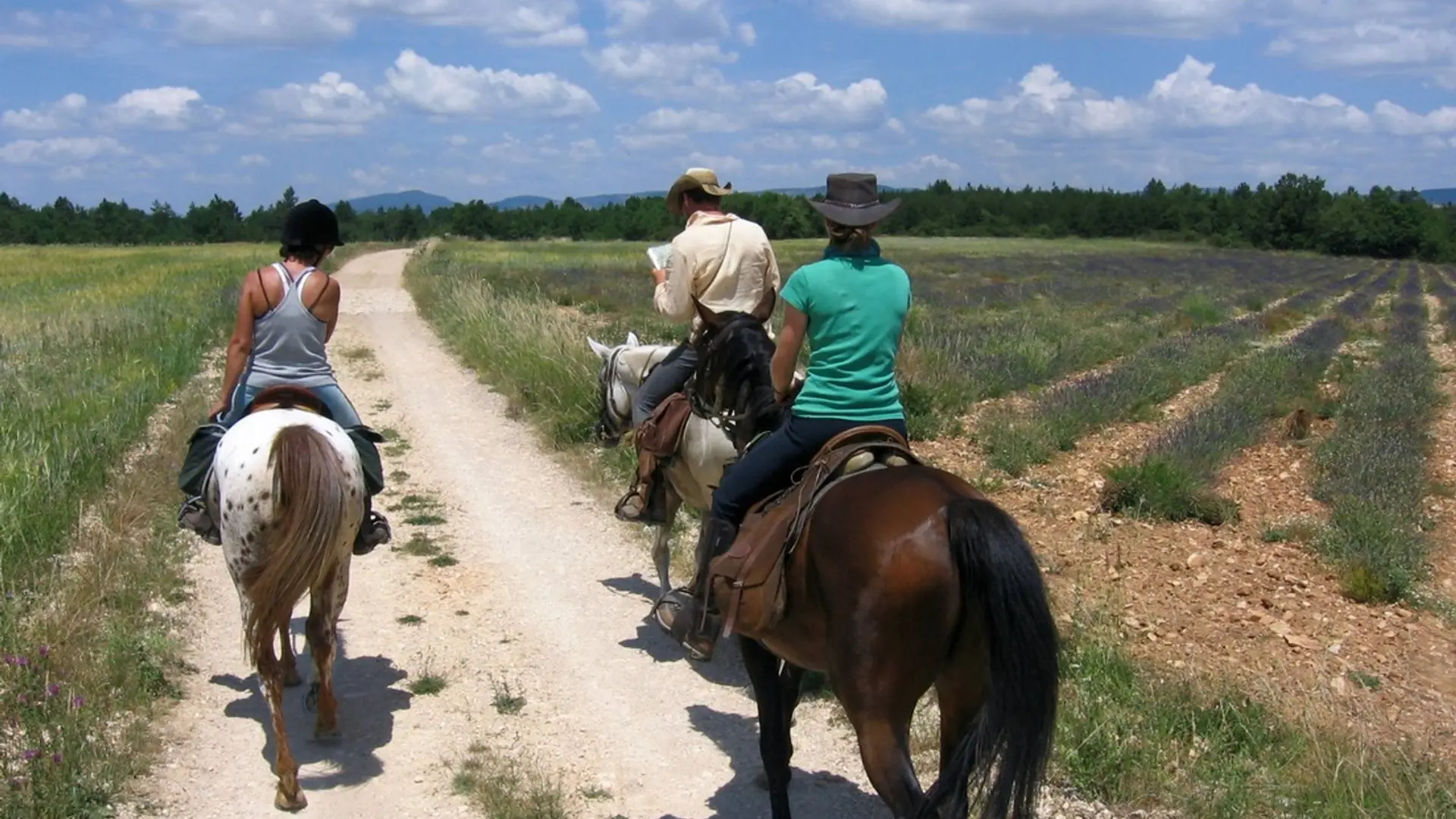 Sur le plateau, avec le Luberon au fond