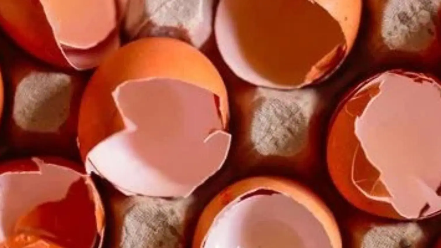 Rencontre théâtrale : clochette a raté sa vie_Sainte-Maxime