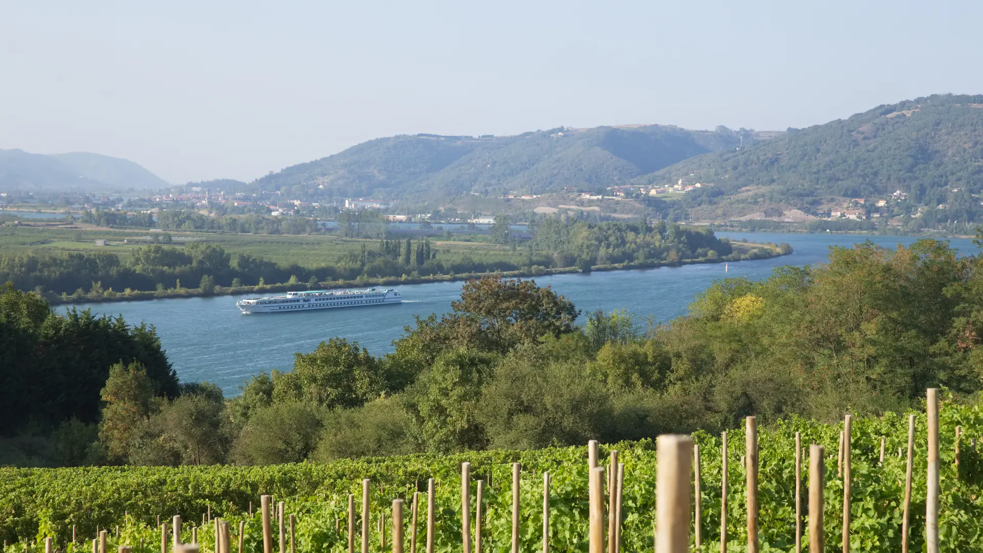 vignes