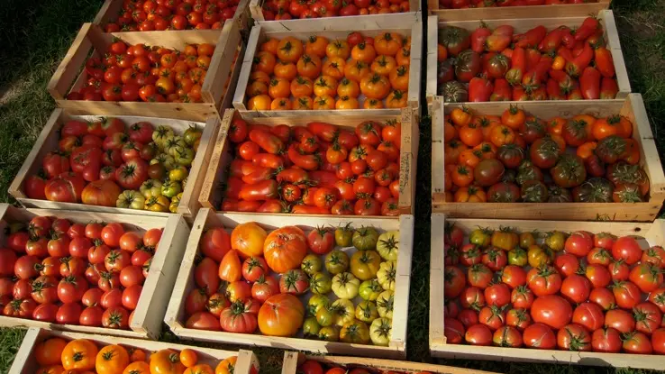 Légumes bio le jardin des Charmettes - la récolte de tomates
