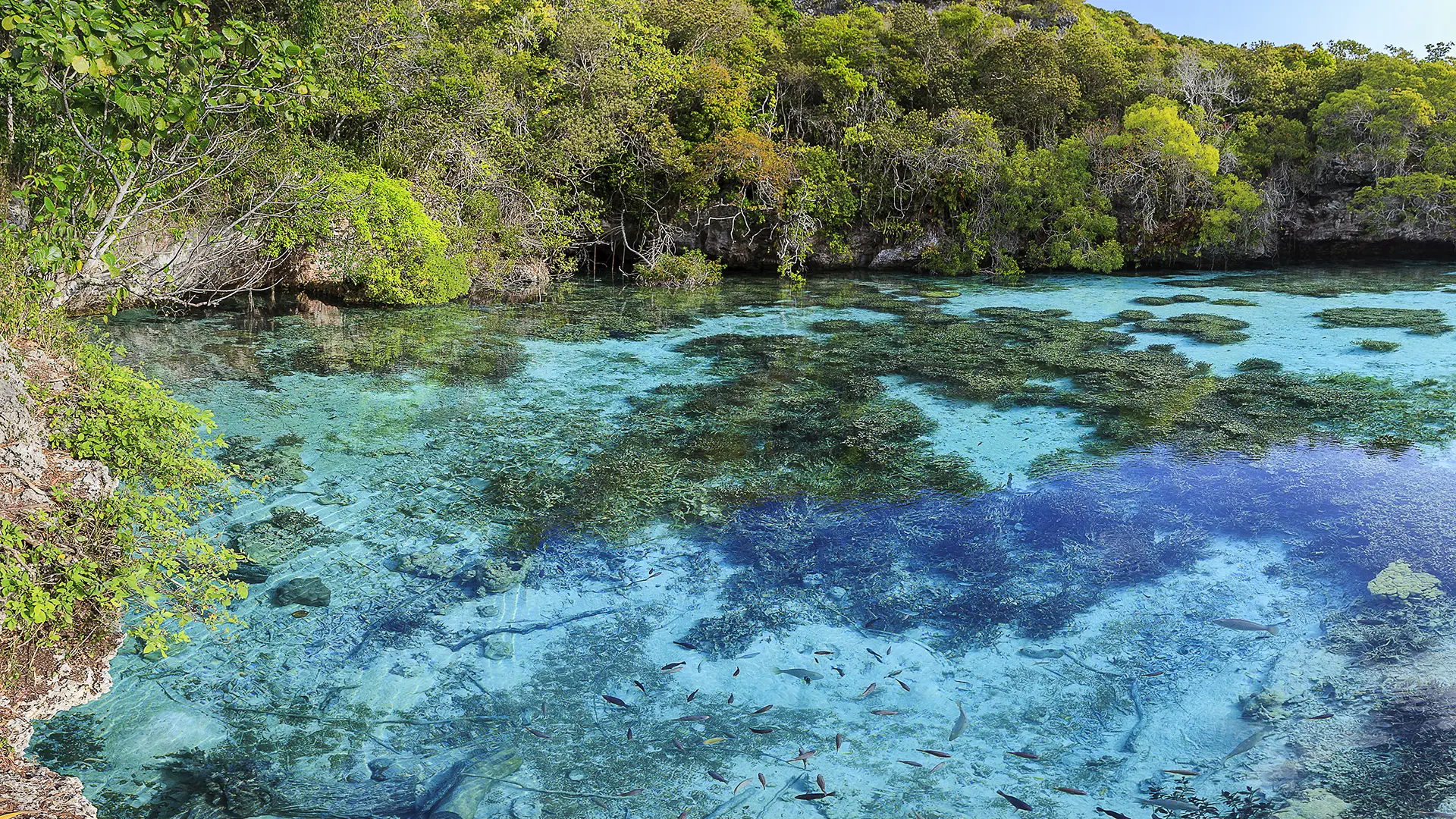 A refuge for fish and turtles