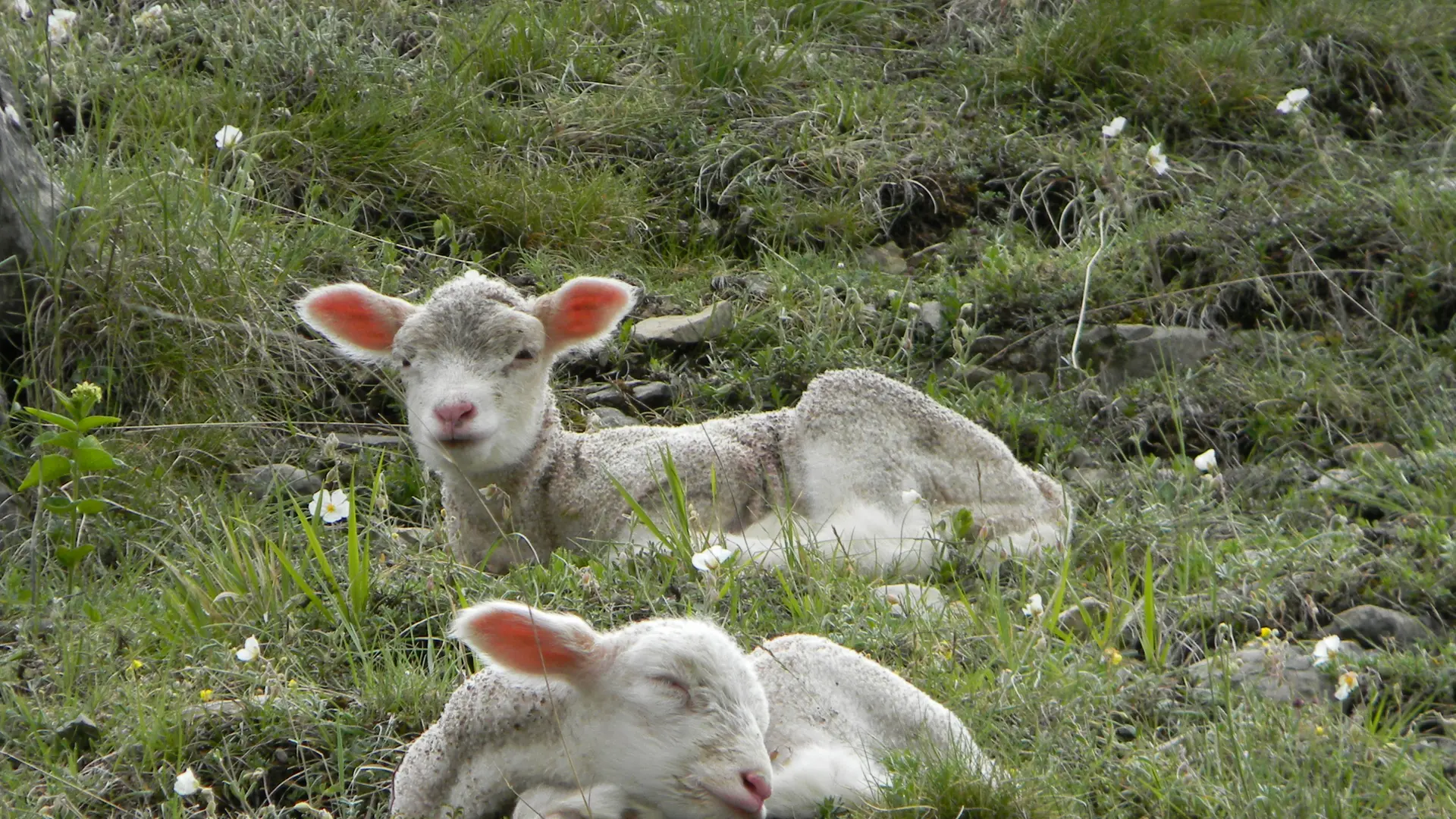 isite de ferme Chez Pascal, Dévoluy, Alpes du Sud