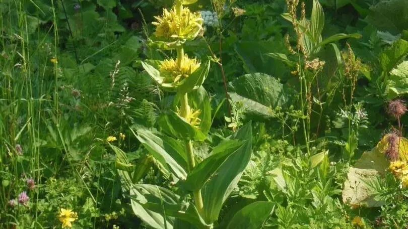 Ses racines sont utilisées pour l'eau de vie