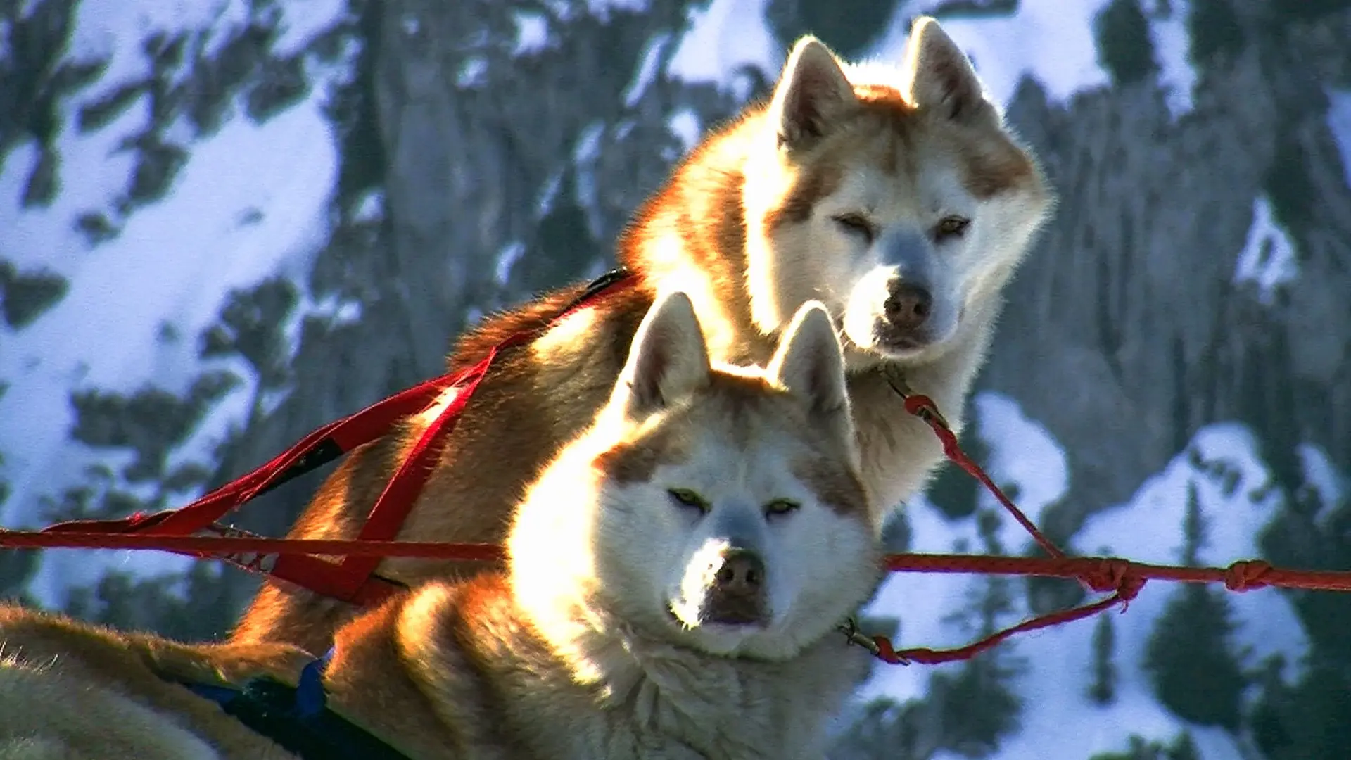 Husky au repos