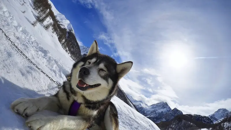 AZAK Chiens de traîneau du Queyras