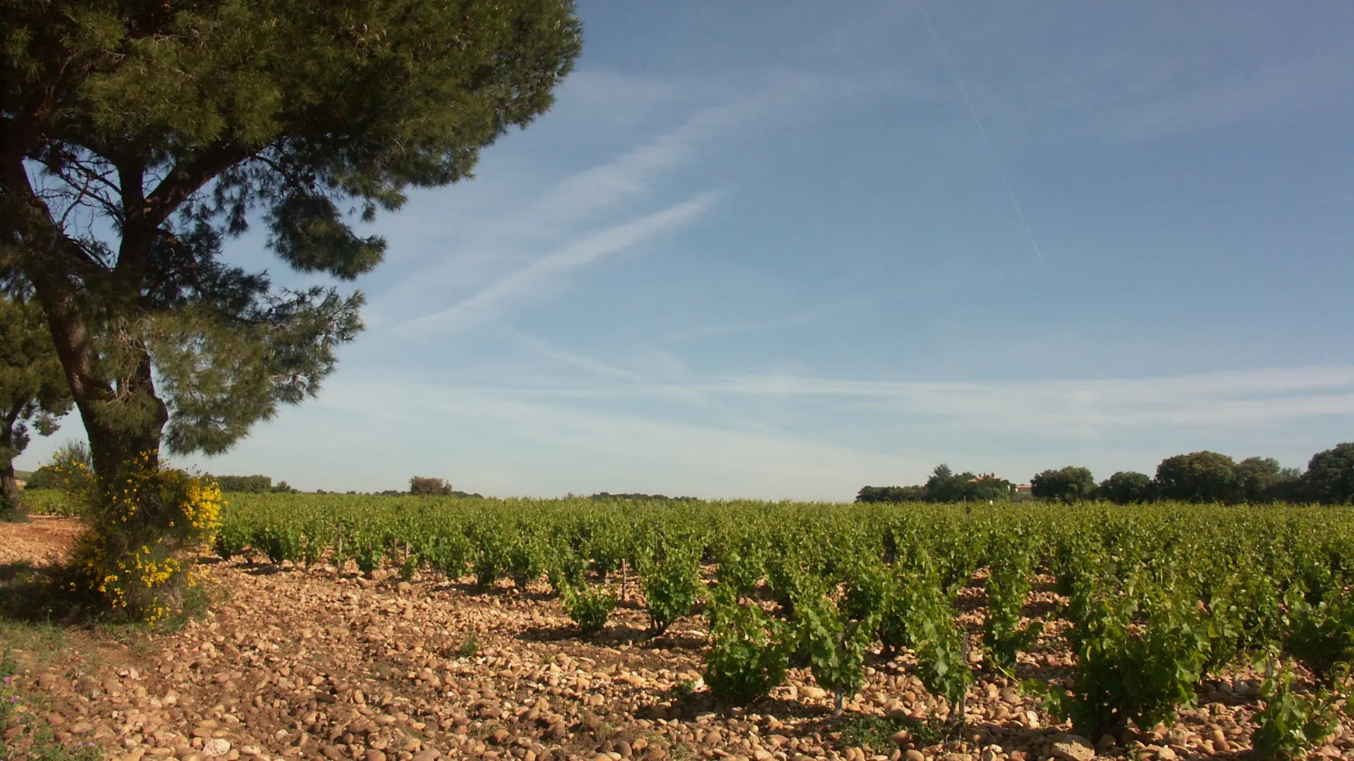 Terroir de galets - Aoc Châteauneuf du Pape