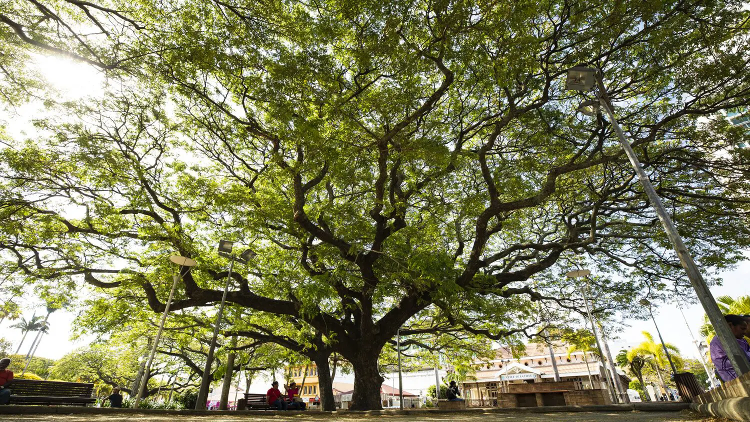 The petanque court sheltered by its giant tree