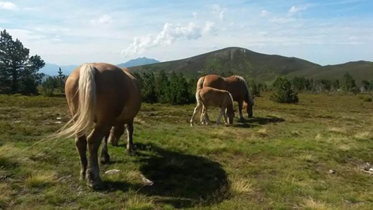 Chevaux de Mérens