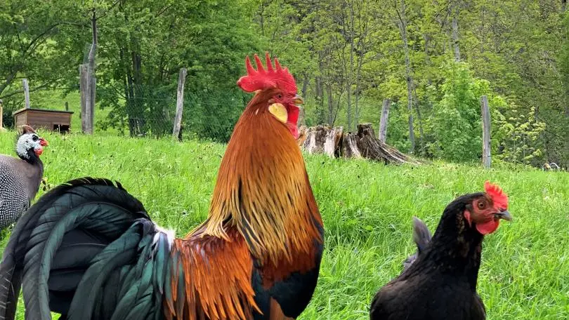 nos animaux
