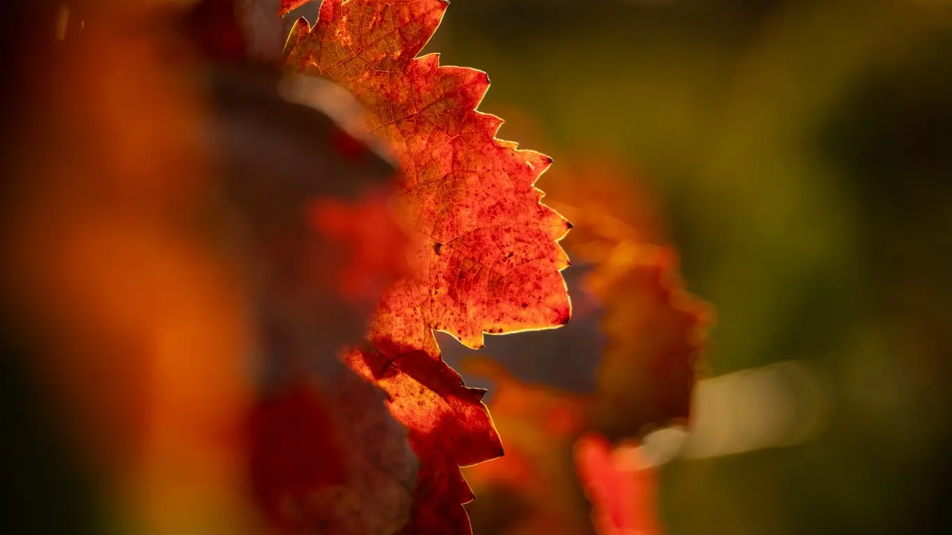 Les vignes du Domaine du Garde Temps à Collobrières