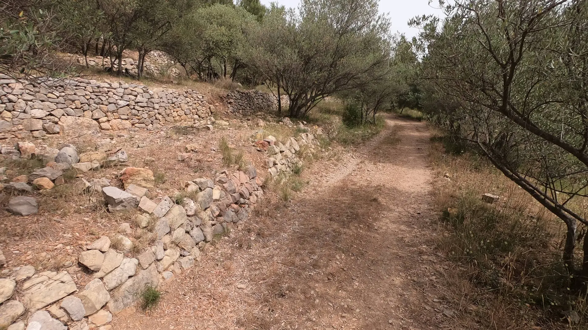 Sentier avec 3 rangées de restanques en pierres avec champs d'oliviers