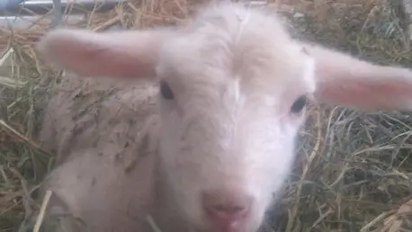 Agneau - Le Boscodon CROTS