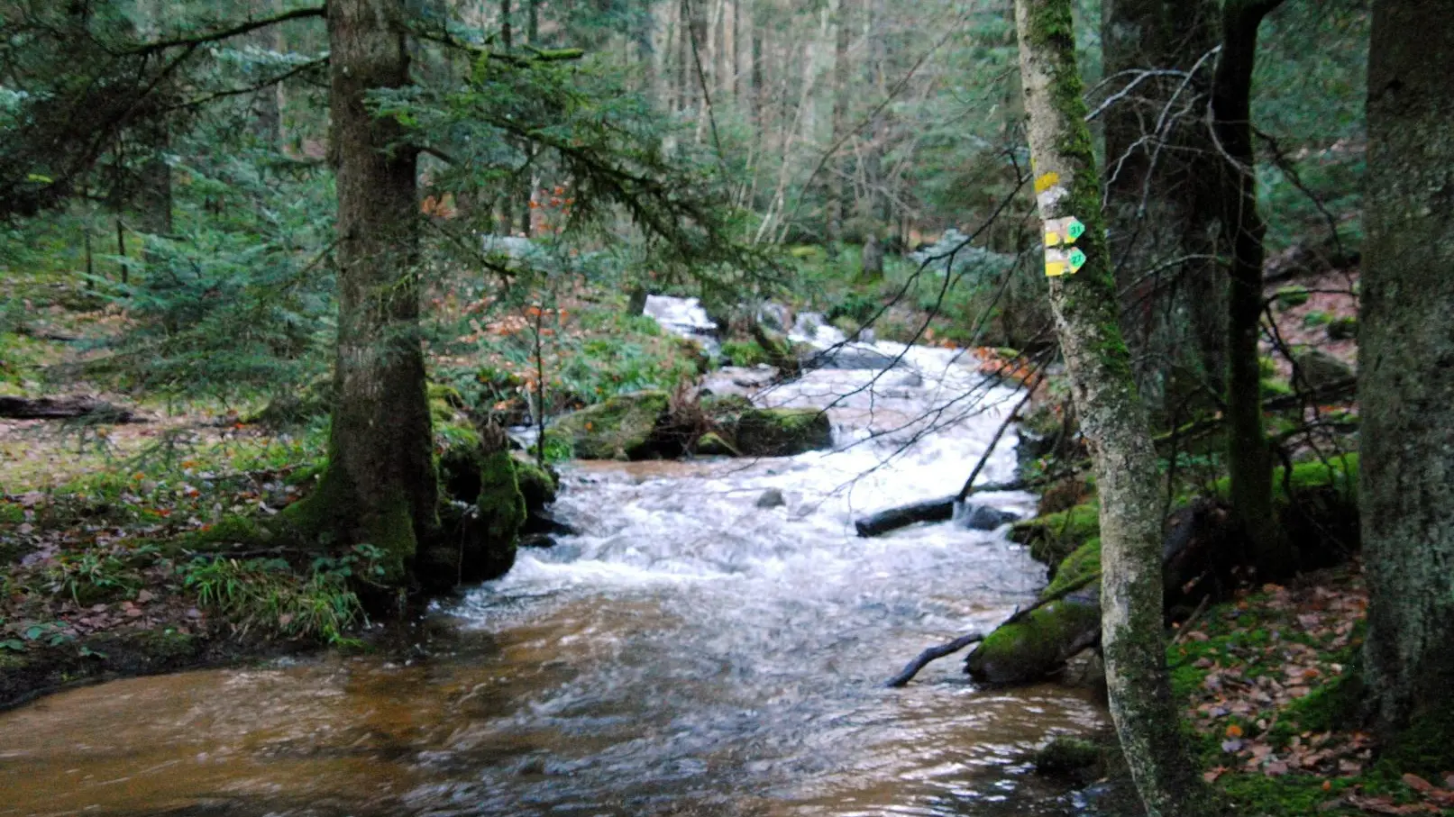 Le ruisseau Le Noyer