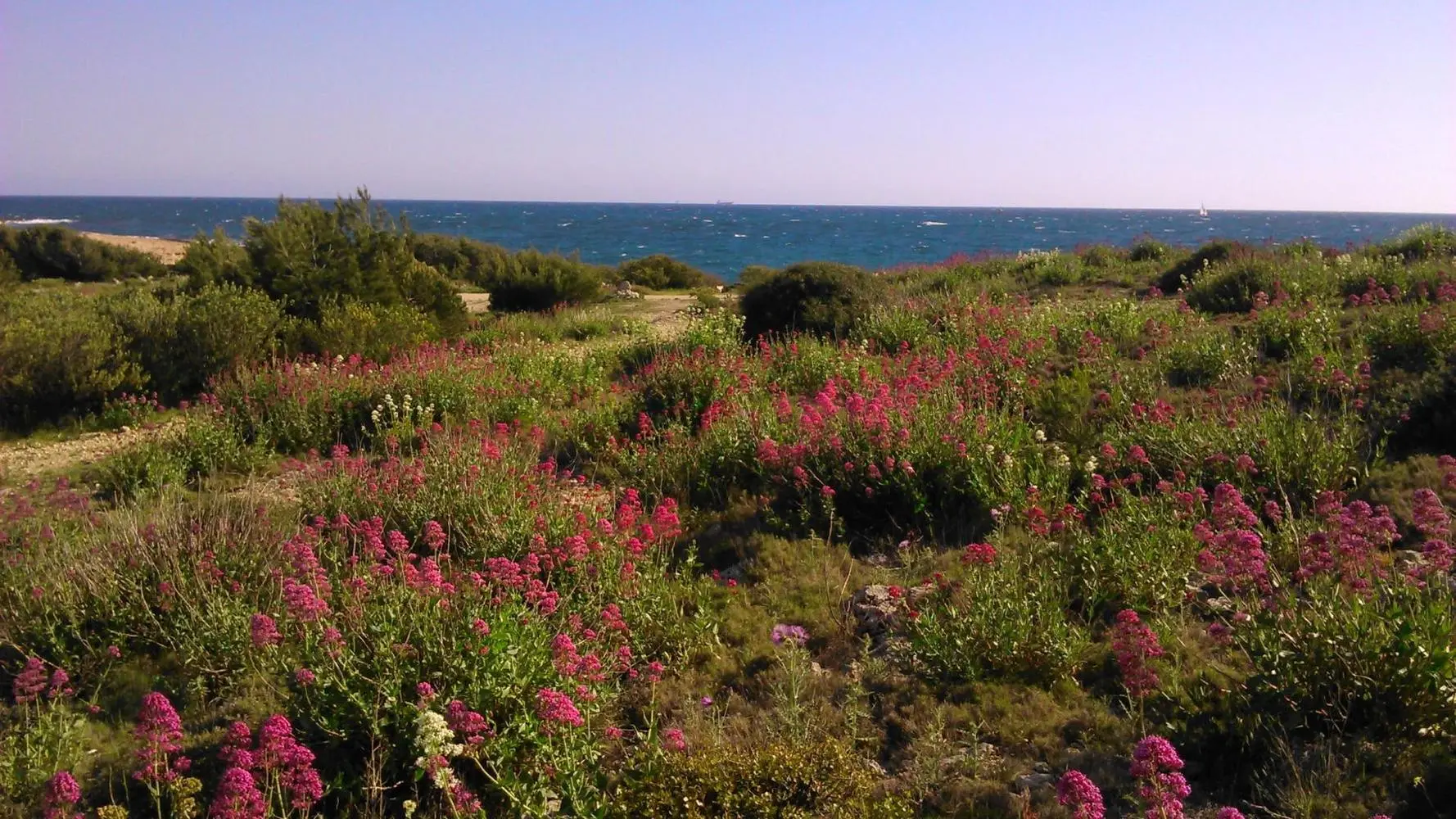 La colline au mois de juin
A 5 minutes du gîte