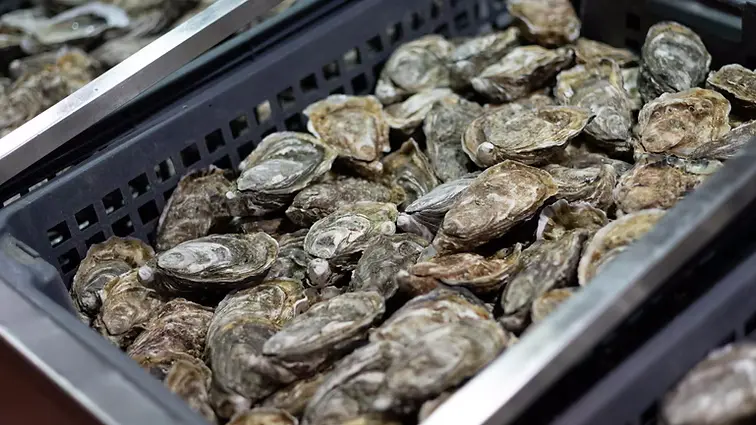 Huîtres récoltées