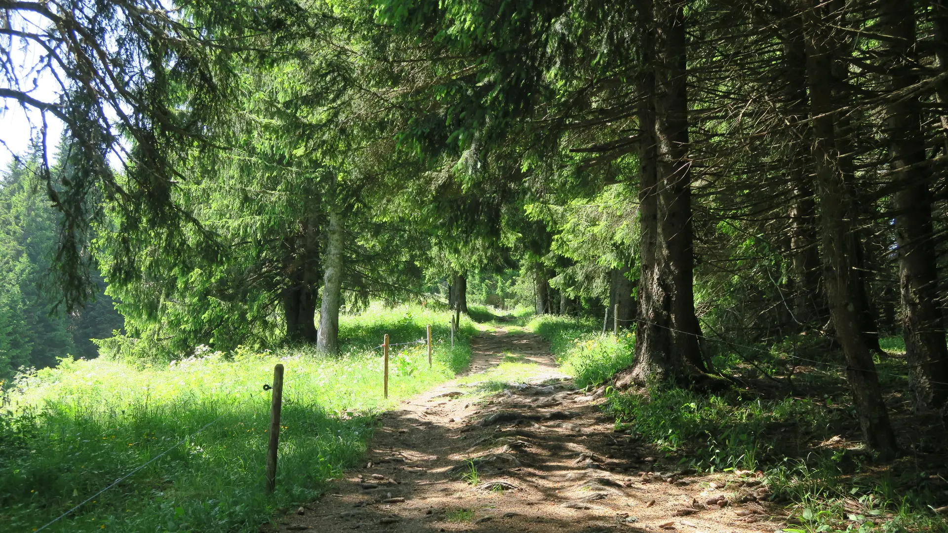 Forêt tour des crêtes de Seytroux