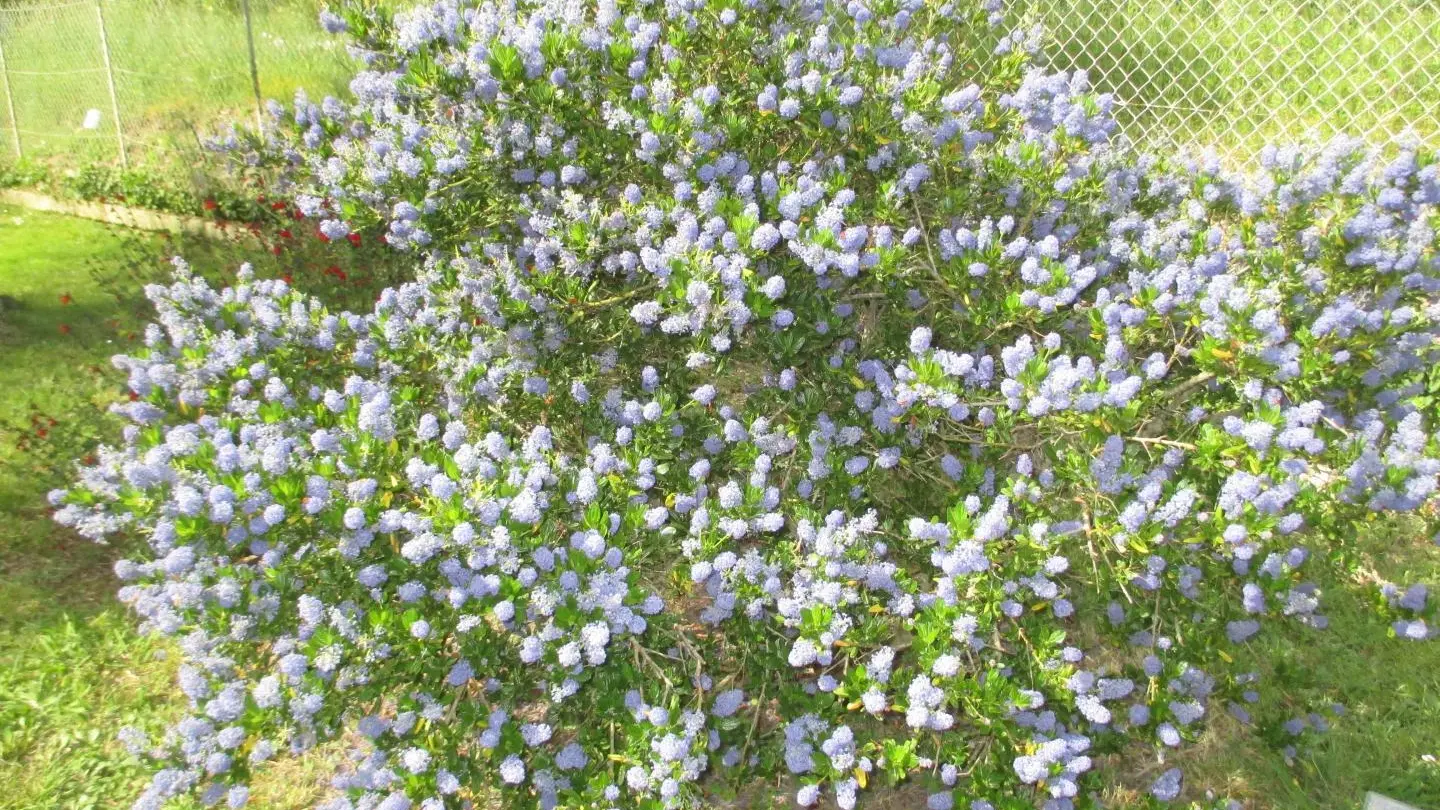 Jardin L'Emiliana Roquefort-les-Pins Gîtes de France Alpes-Maritimes