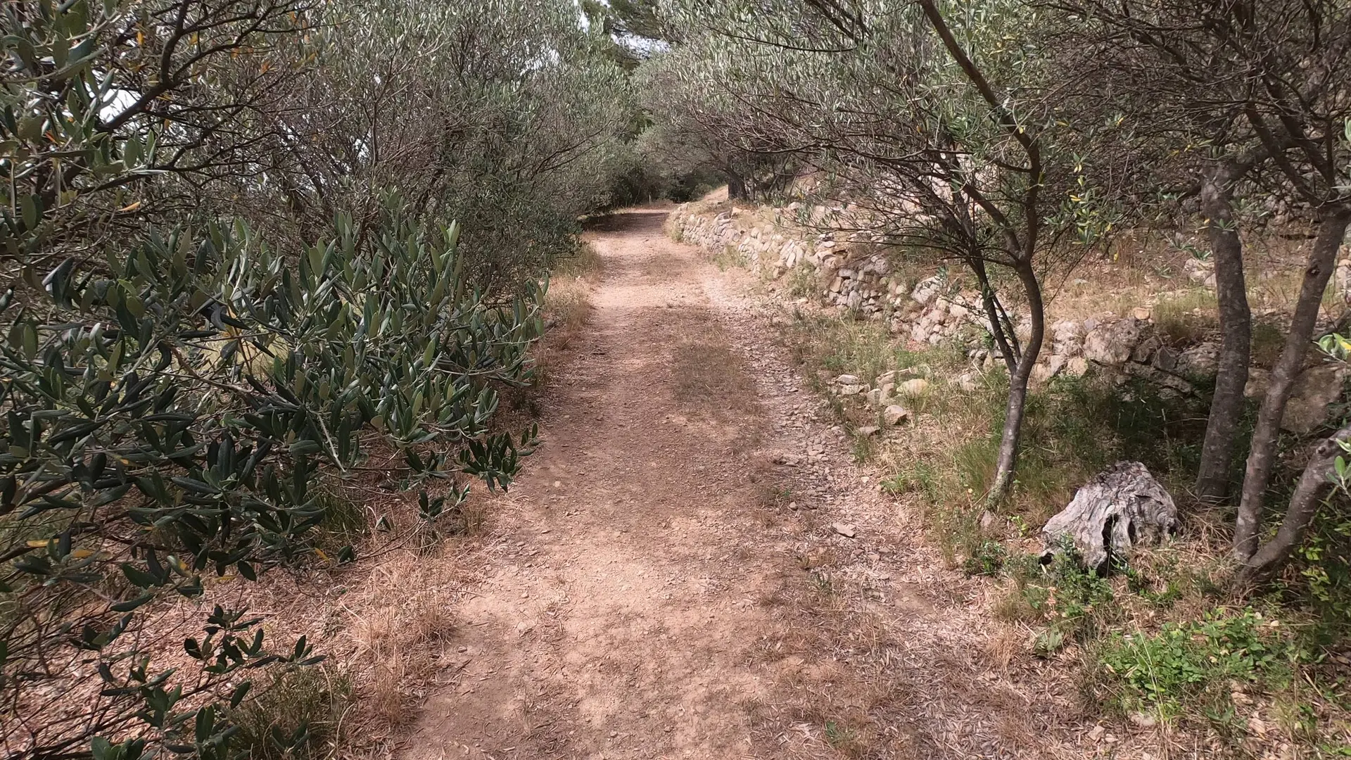 Sentier bordé d'un mur en restanque et d'oliviers