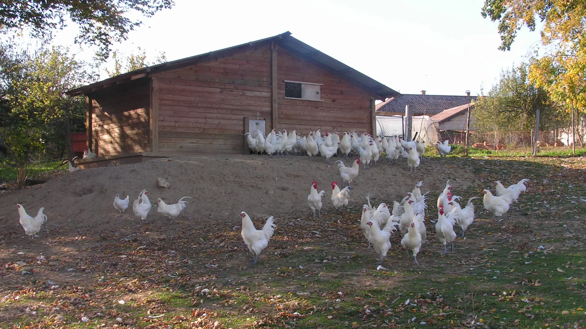 Poulailler et poulets de Bresse