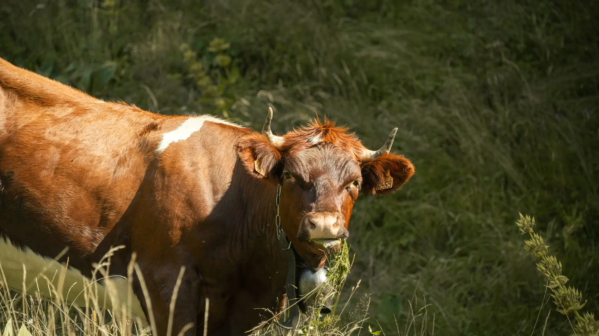 Vache en alpage