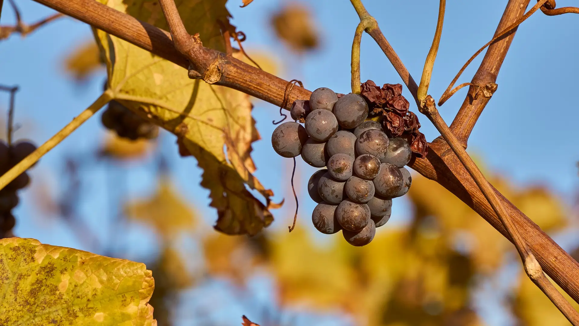 Grappe de raisin dans la vigne