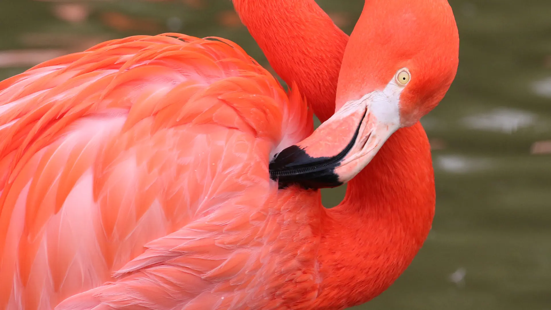 Flamant de Cuba